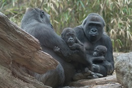 Two Baby Western Lowland Gorillas Debut at WCS’s Bronx Zoo